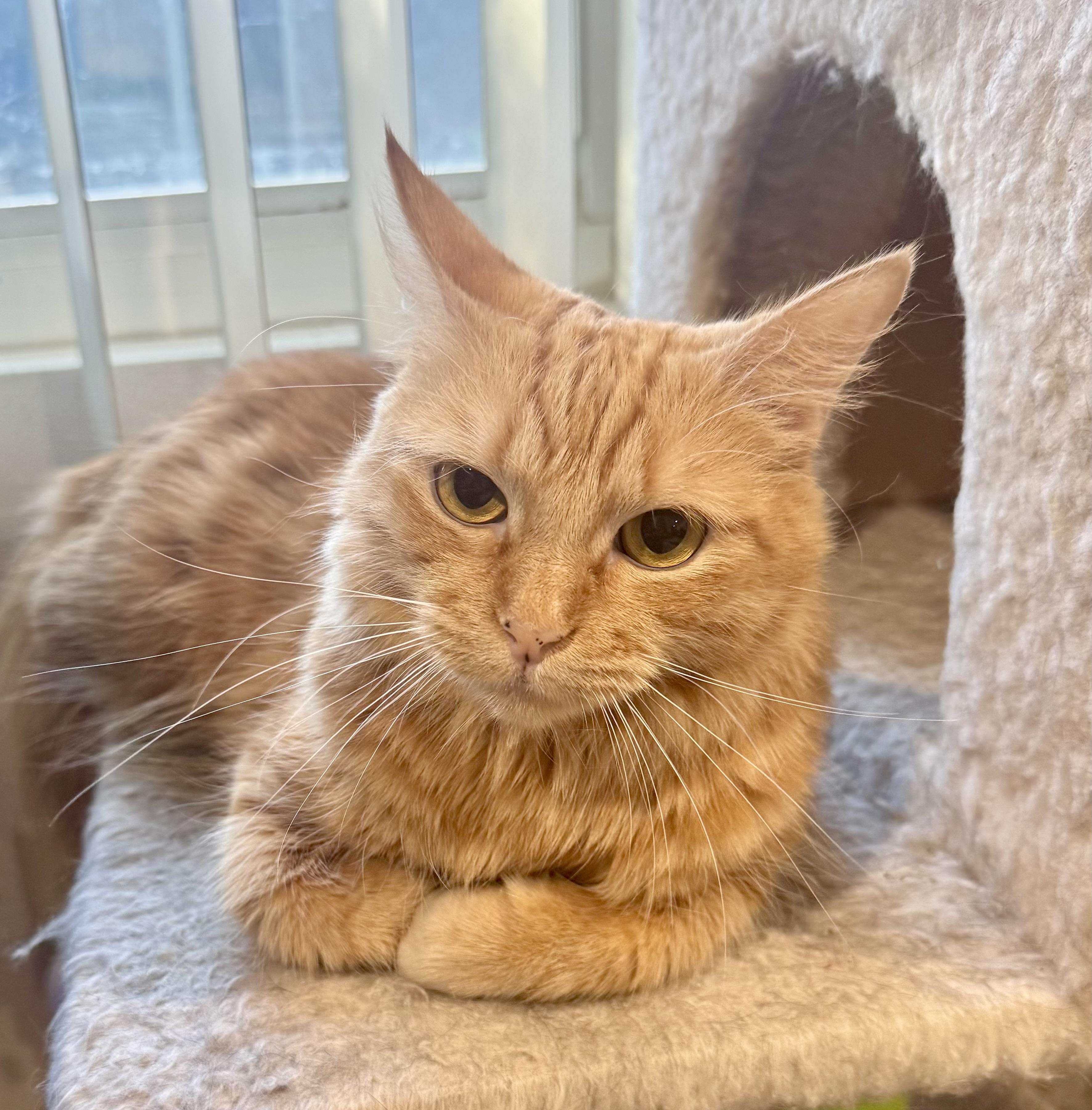 Enlarge Goldie, an adopted mixed breed in Mission Viejo, CA image 5/5