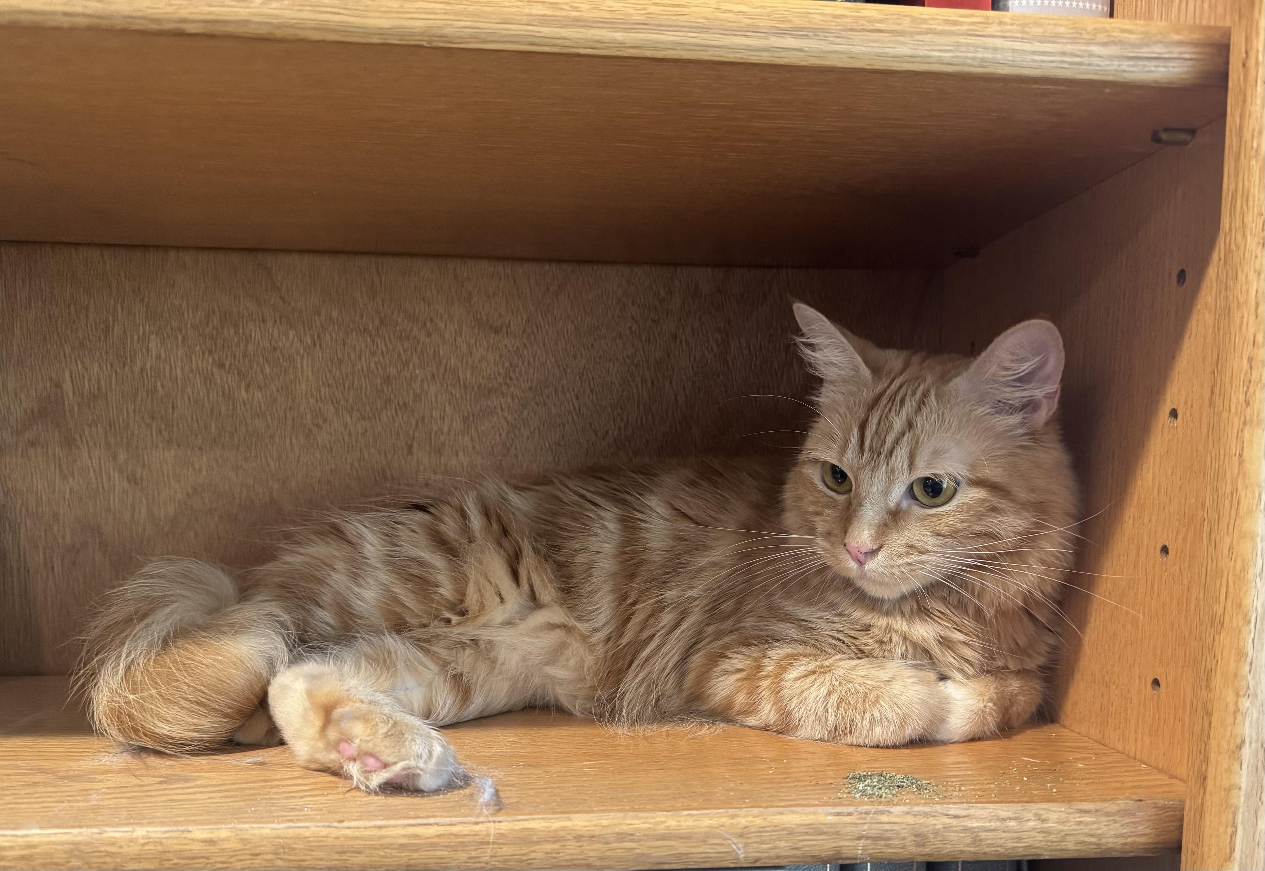 Enlarge Goldie, an adopted mixed breed in Mission Viejo, CA image 4/5