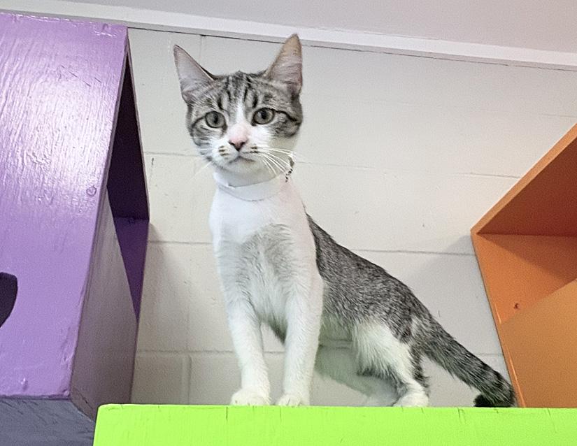 Clara, an adopted Domestic Short Hair in Columbus, IN image 2/2