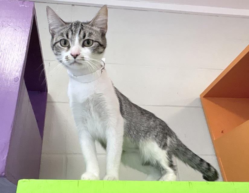 Clara, an adopted Domestic Short Hair in Columbus, IN image 1/2