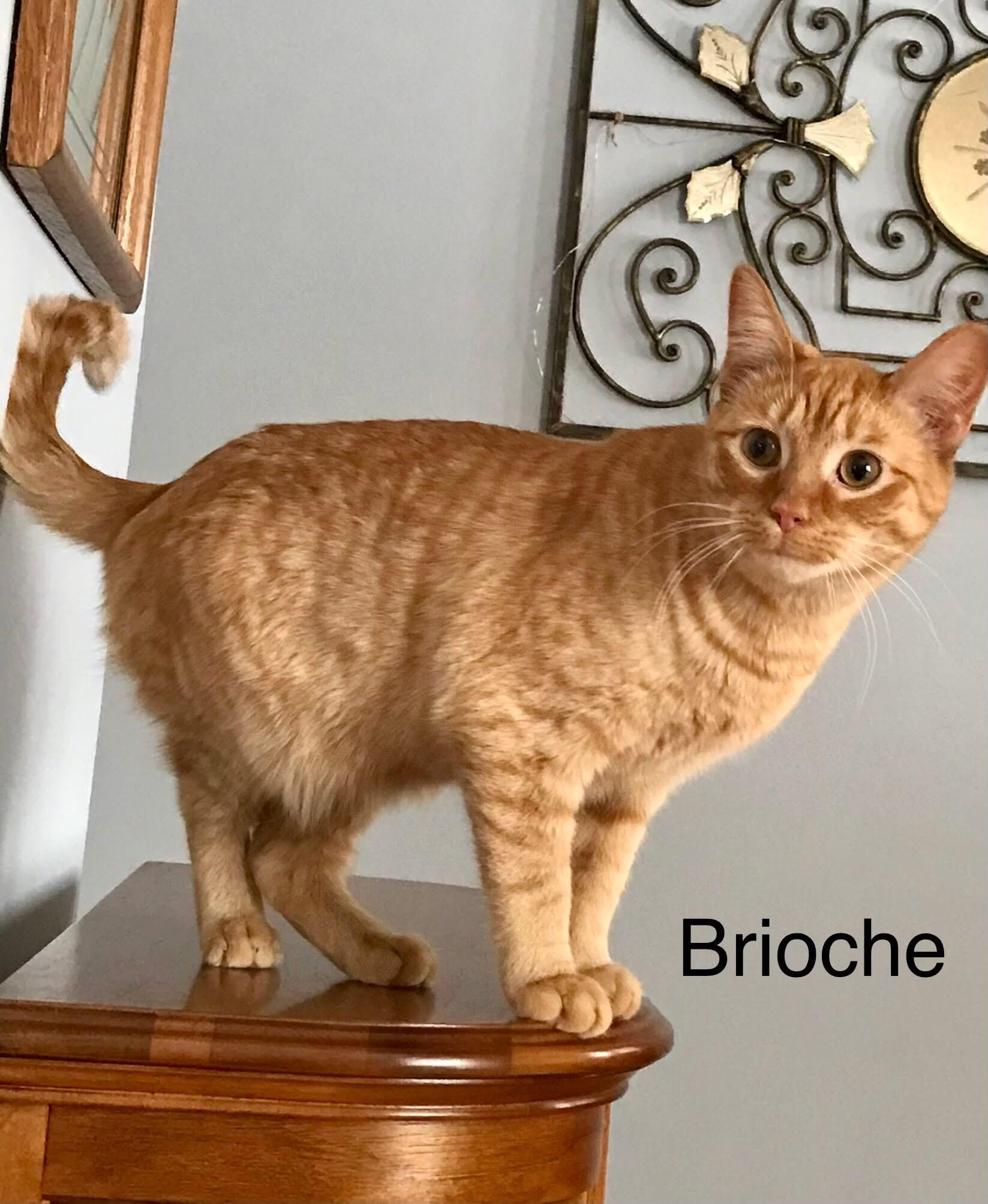 Baguette & Brioche (BONDED PAIR), a Adoptable mixed breed in Orland Park, IL image 4/6