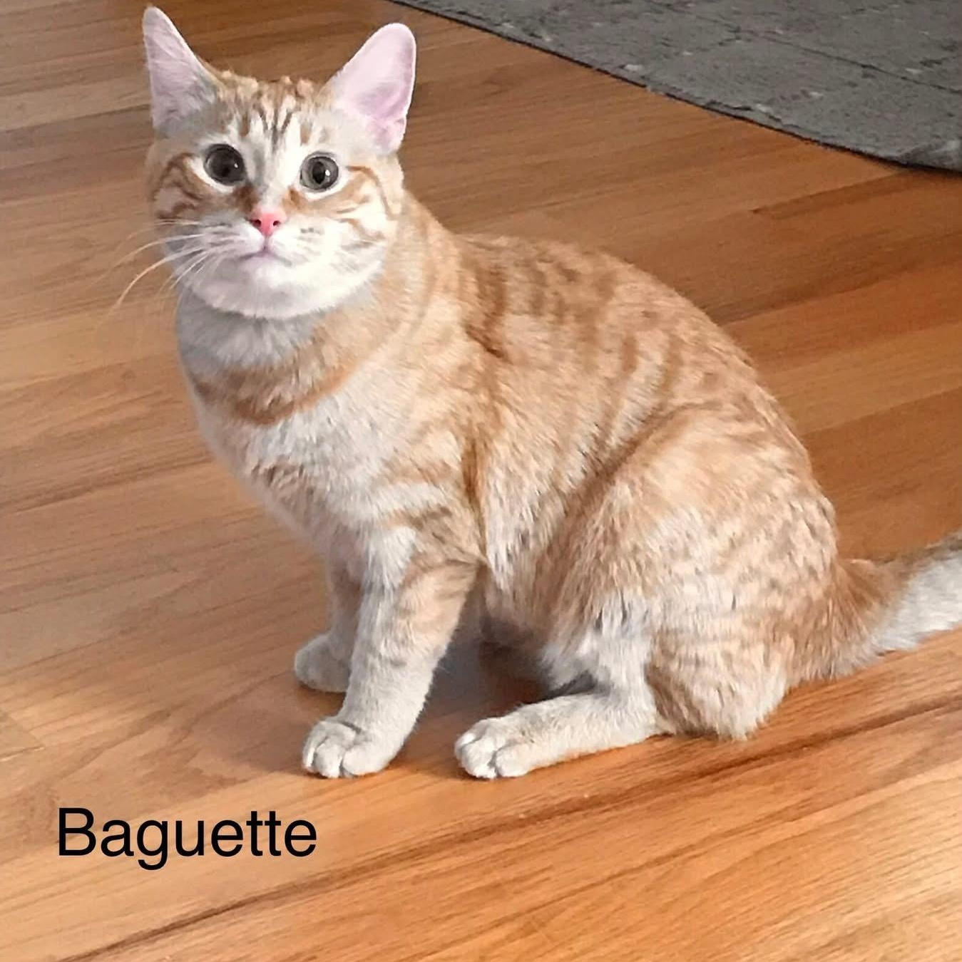 Baguette & Brioche (BONDED PAIR), Adoptable, Young Female Tabby & Domestic Medium Hair.