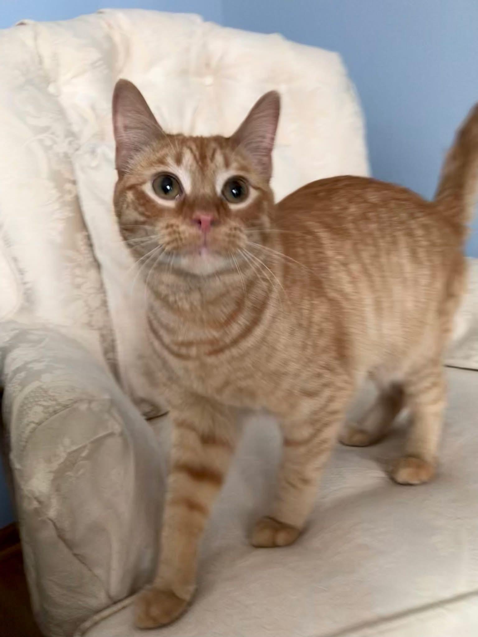 Baguette & Brioche (BONDED PAIR), a Adoptable mixed breed in Orland Park, IL image 5/6