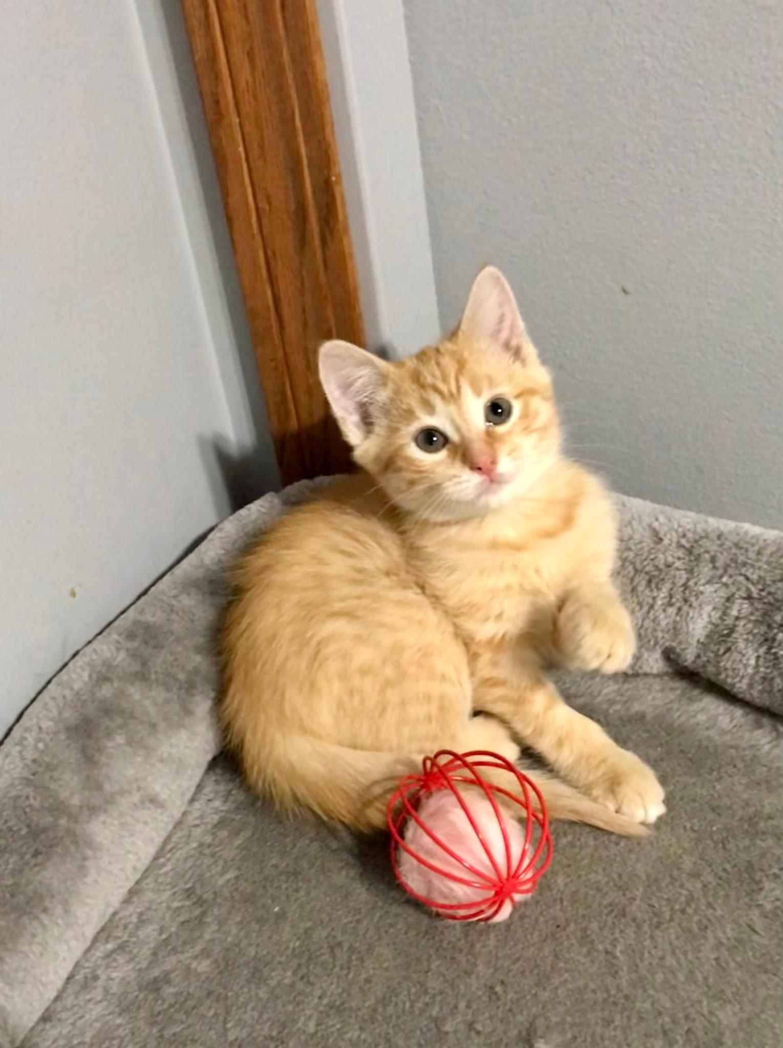 Baguette & Brioche (BONDED PAIR), a Adoptable mixed breed in Orland Park, IL image 3/6