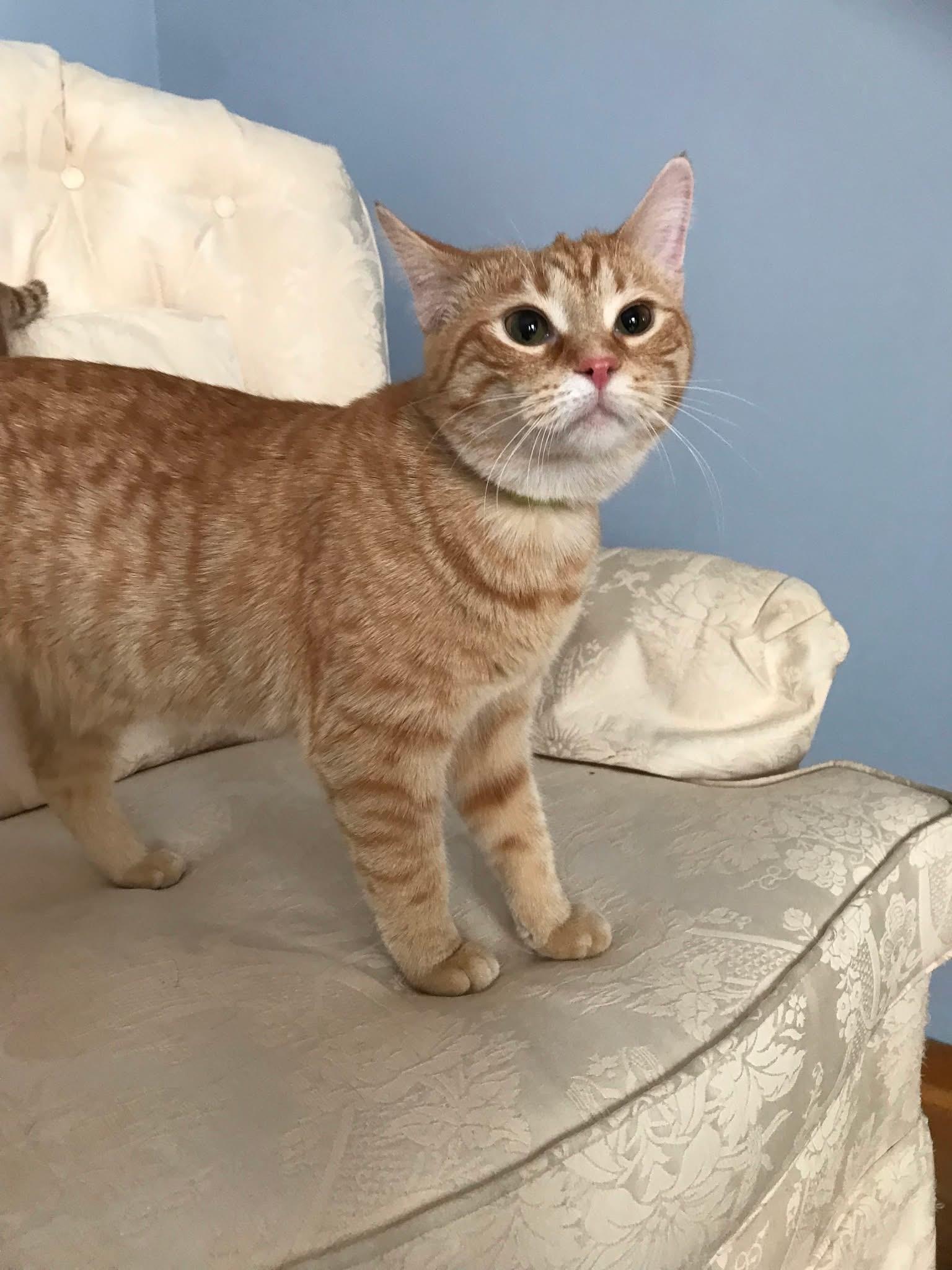 Baguette & Brioche (BONDED PAIR), a Adoptable mixed breed in Orland Park, IL image 6/6