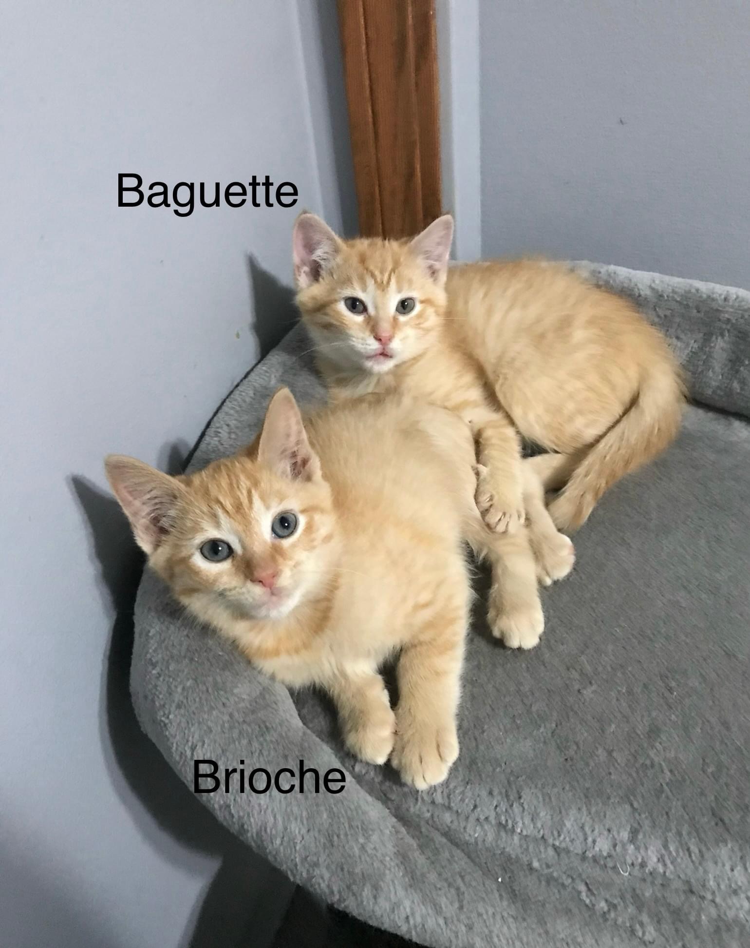 Baguette & Brioche (BONDED PAIR), a Adoptable mixed breed in Orland Park, IL image 2/6