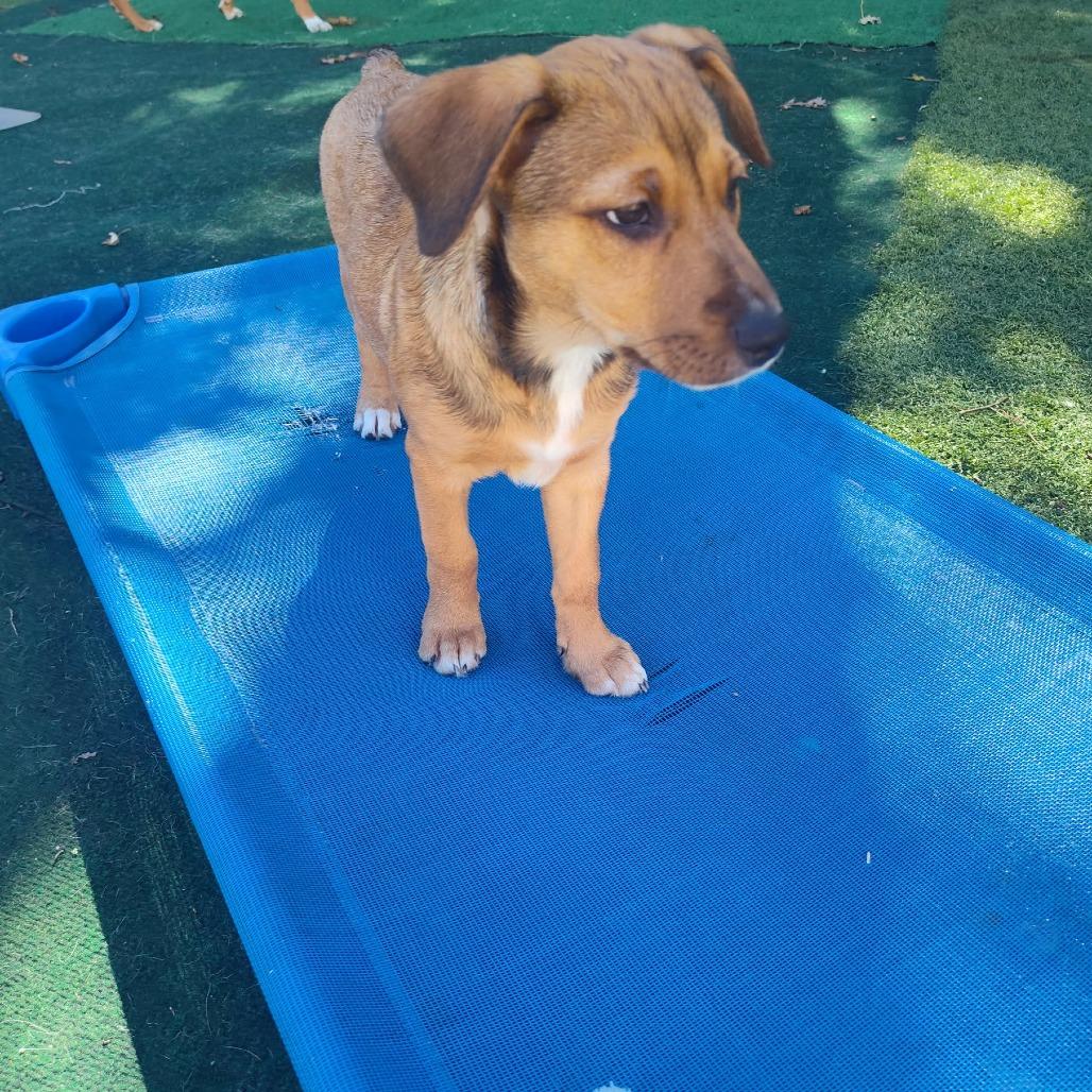 Myna, Adoptable, Puppy Female Hound & Mixed Breed.