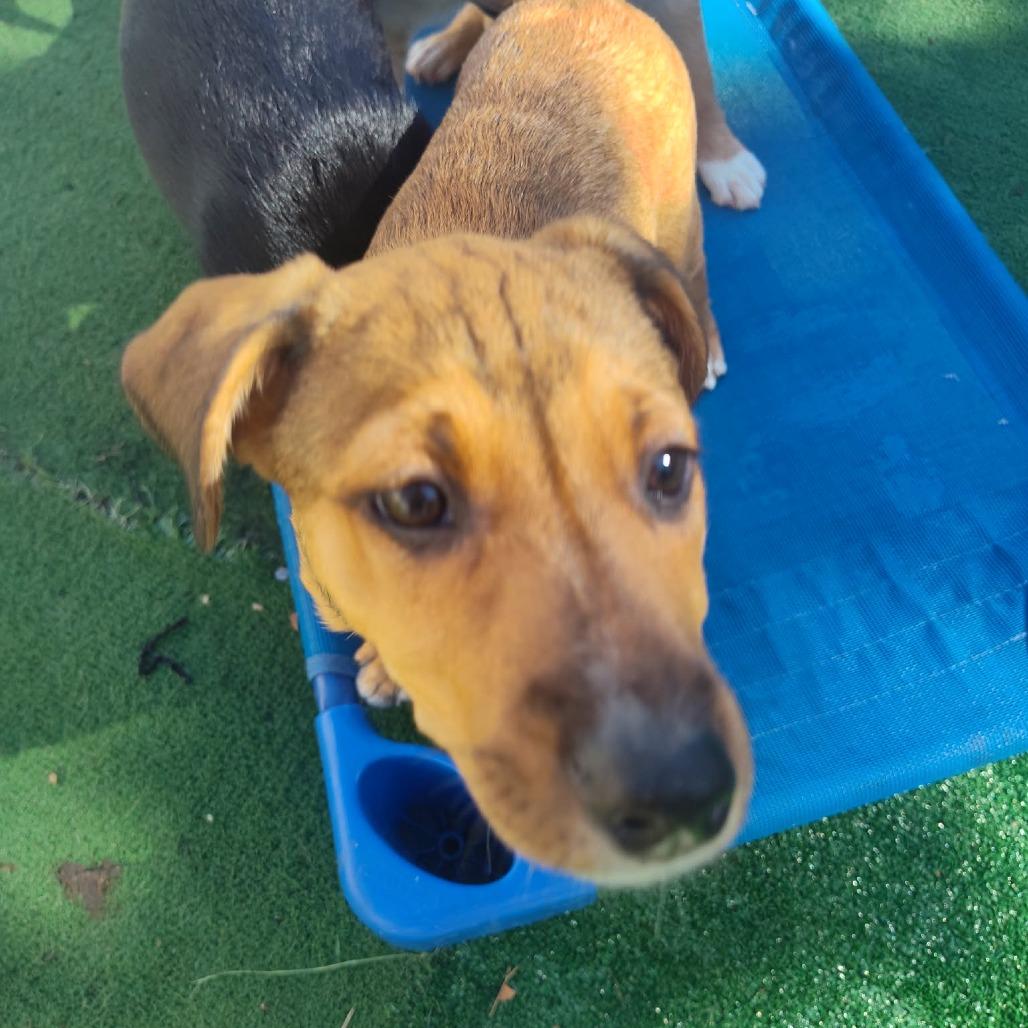 Enlarge Myna, a Adoptable mixed breed in Joliet, IL image 3/6