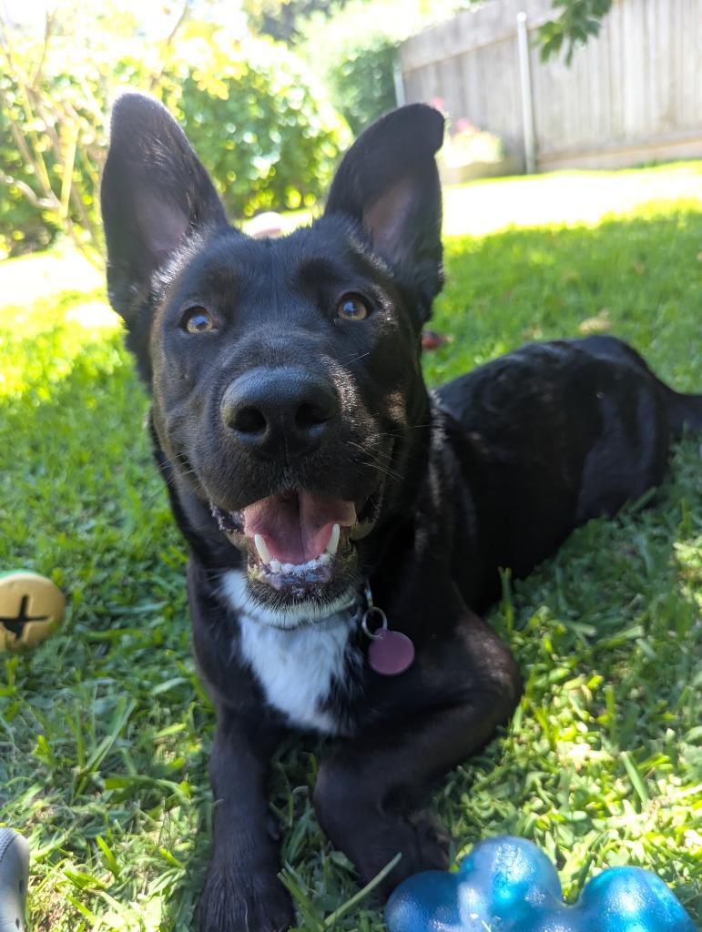 Settee, Adoptable, Young Female Shepherd & Mixed Breed.
