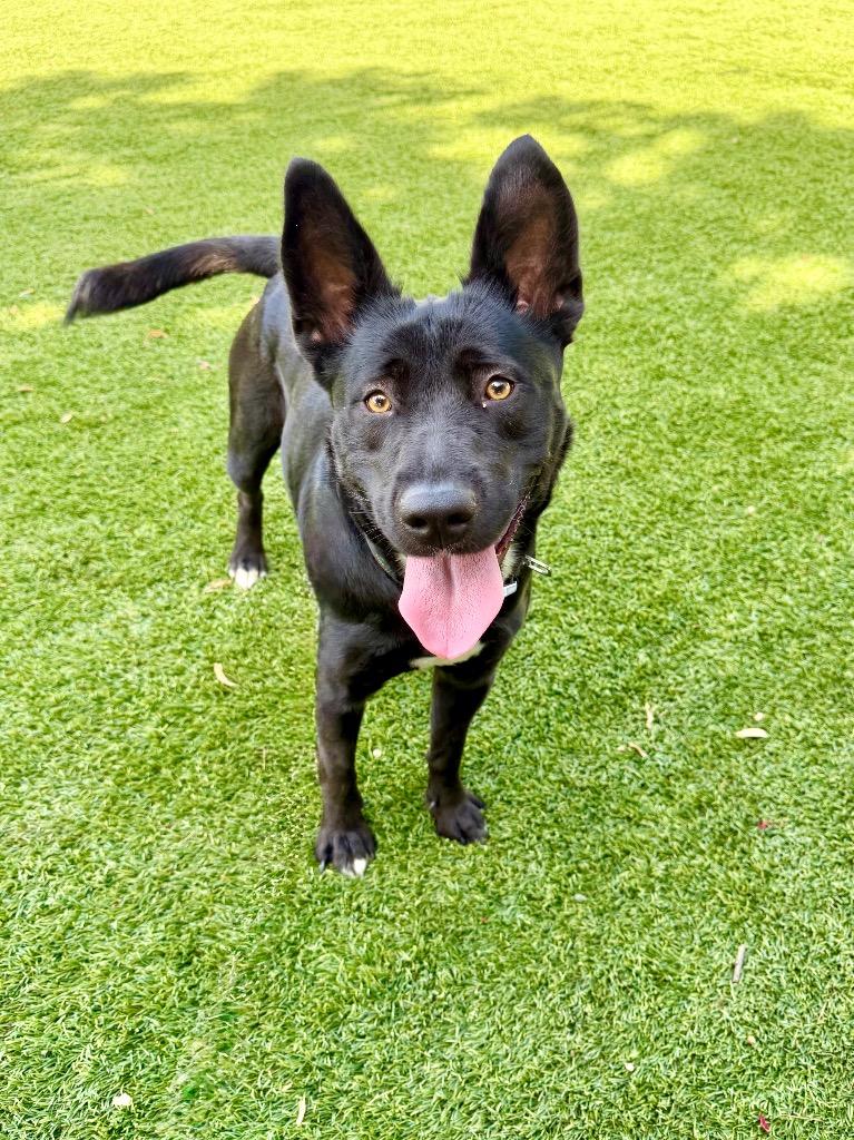 Enlarge Settee, a Adoptable mixed breed in Chico, CA image 2/5