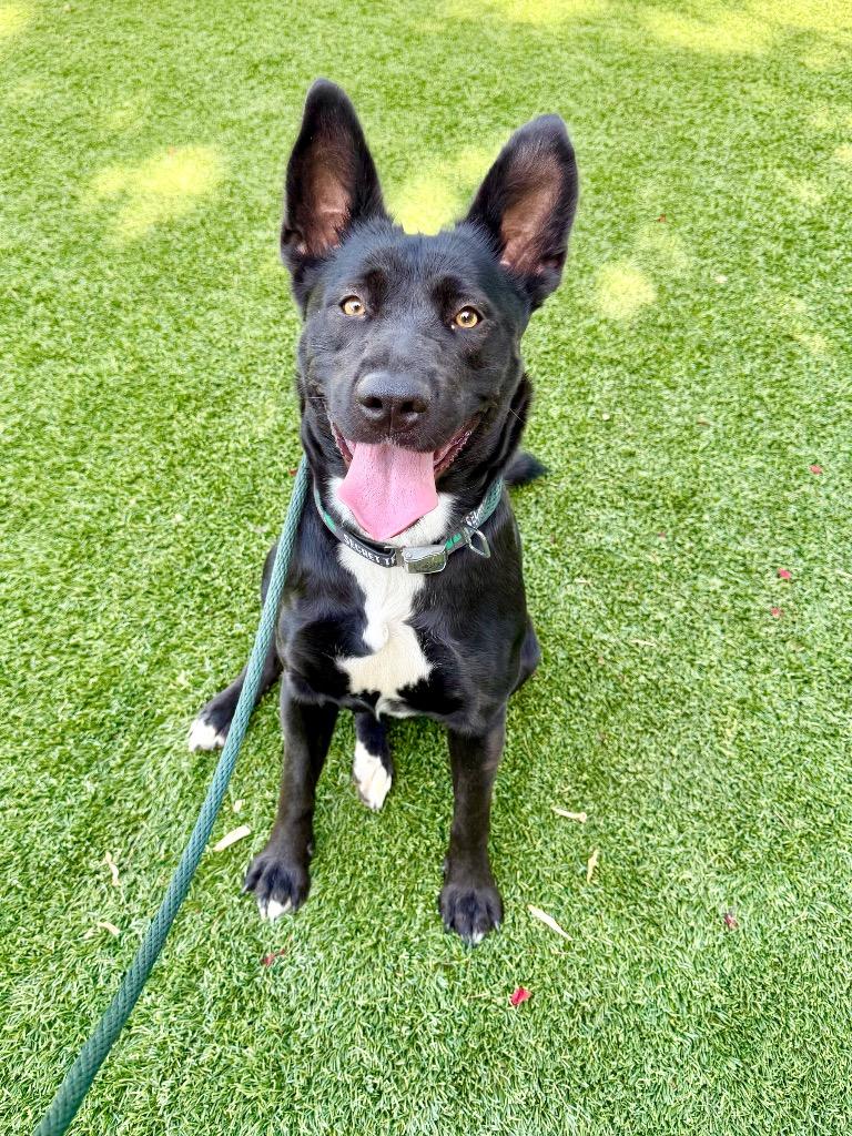 Enlarge Settee, a Adoptable mixed breed in Chico, CA image 3/5
