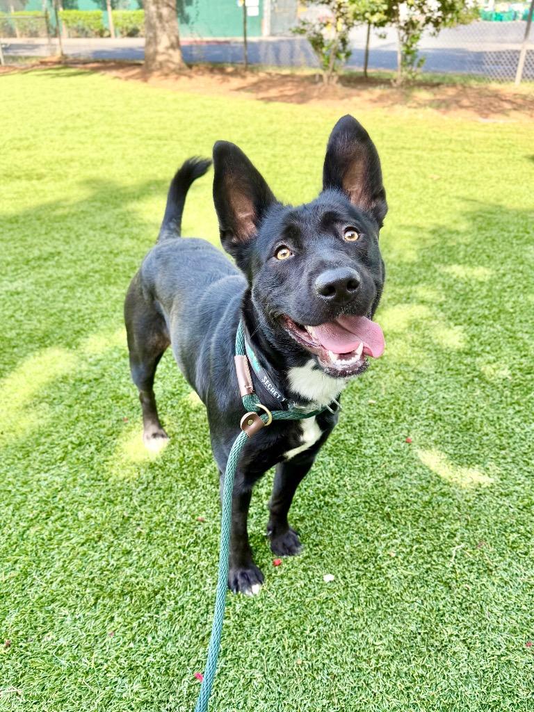 Enlarge Settee, a Adoptable mixed breed in Chico, CA image 4/5