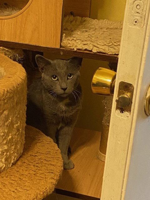 Atlantis, Adoptable, Adult Male Domestic Short Hair.