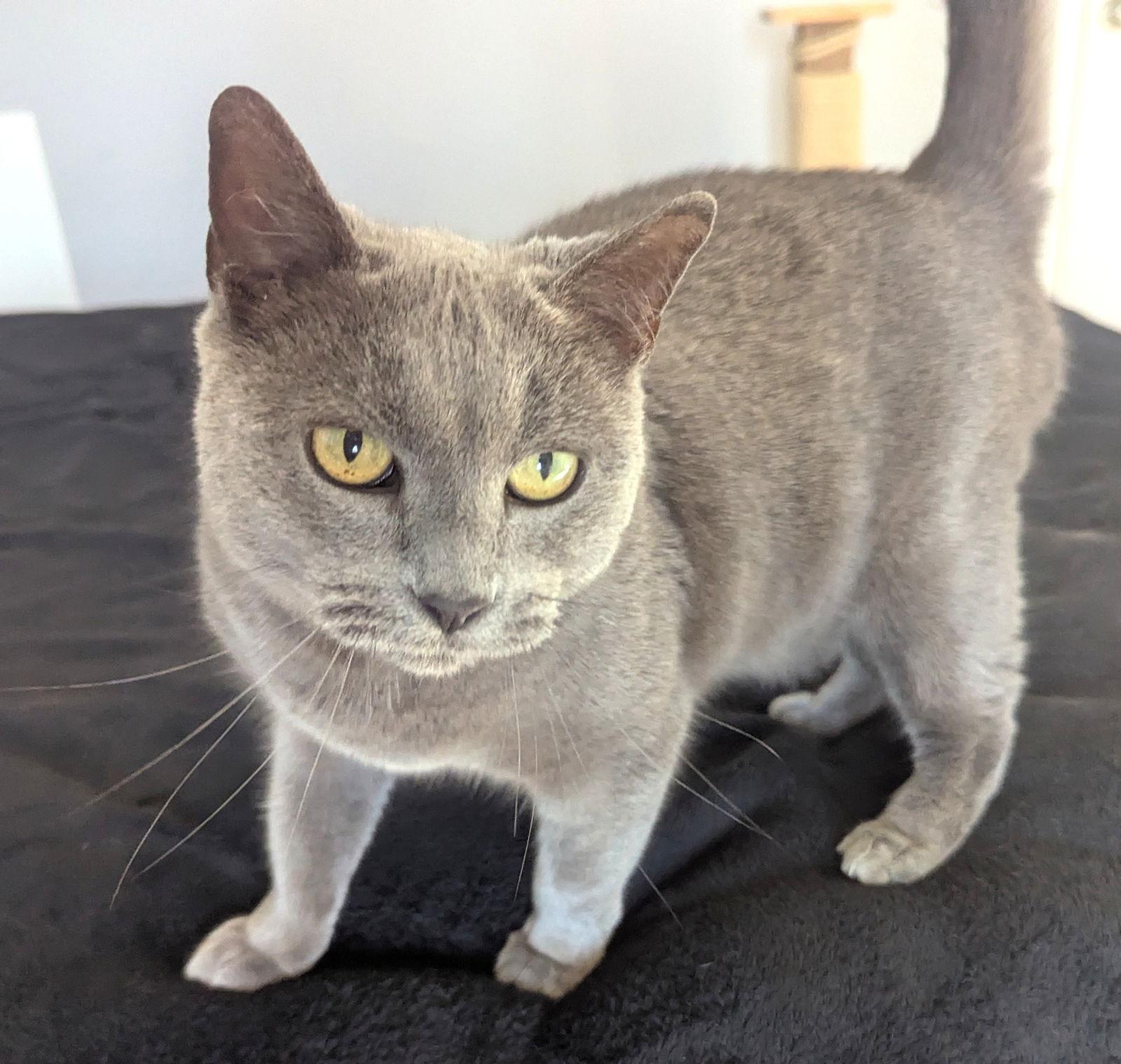 Enlarge Nala, a Adopted Domestic Short Hair in Shawnee, KS image 2/3