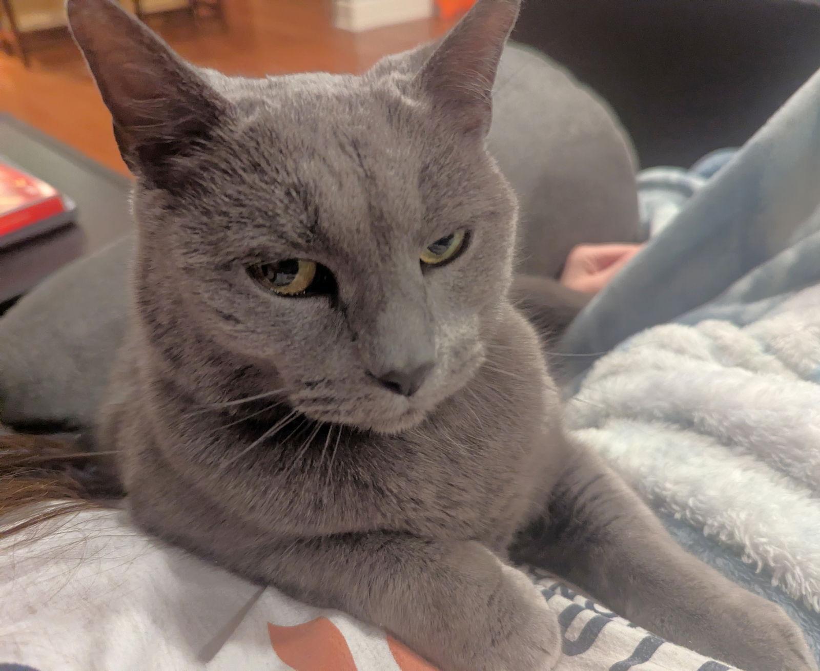 Enlarge Nala, a Adopted Domestic Short Hair in Shawnee, KS image 3/3