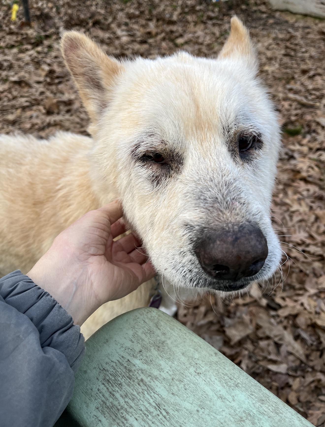 Enlarge FRANCIS , a ADOPTABLE mixed breed in Manchester, CT image 5/6
