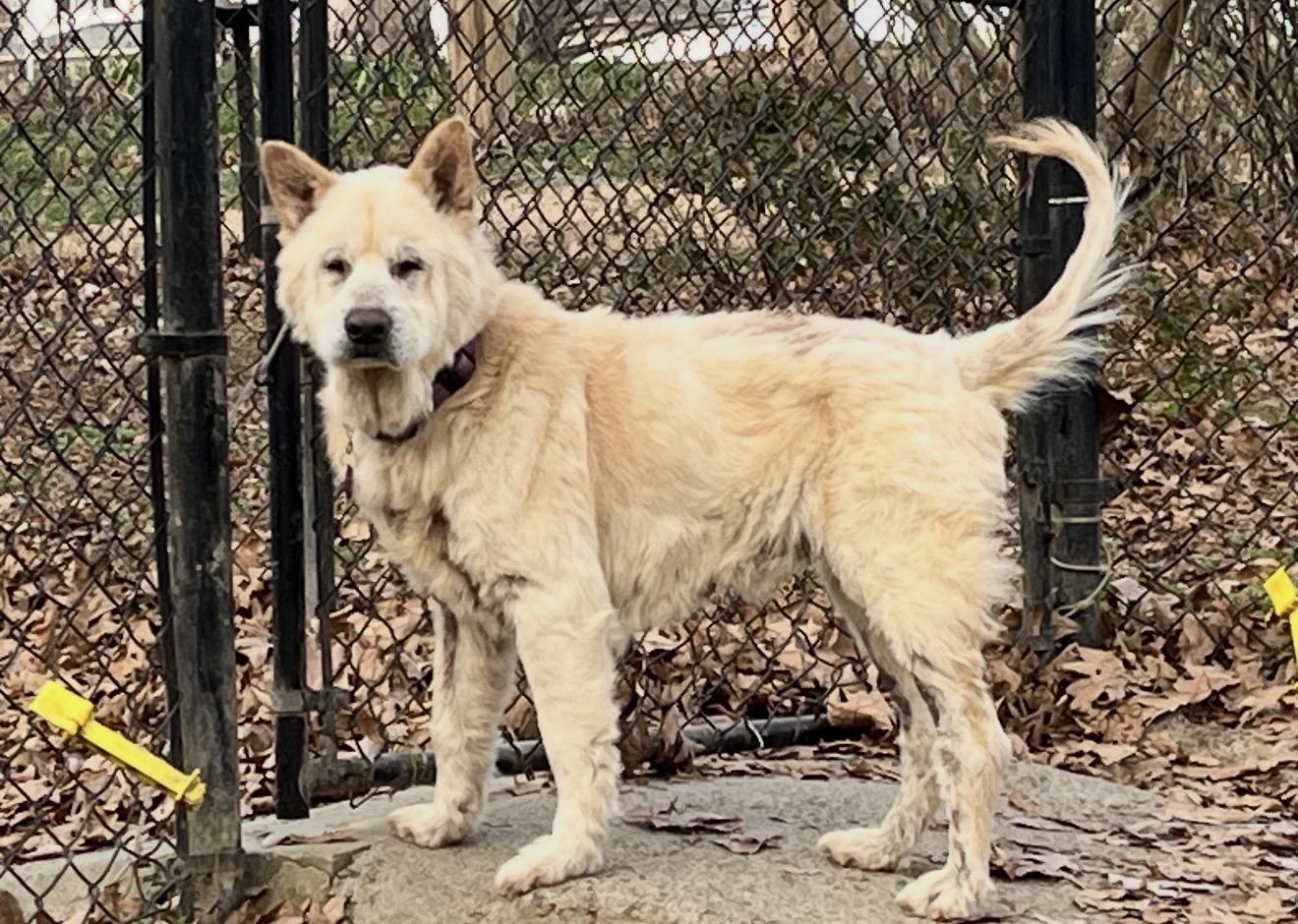 Enlarge FRANCIS , a ADOPTABLE mixed breed in Manchester, CT image 1/6