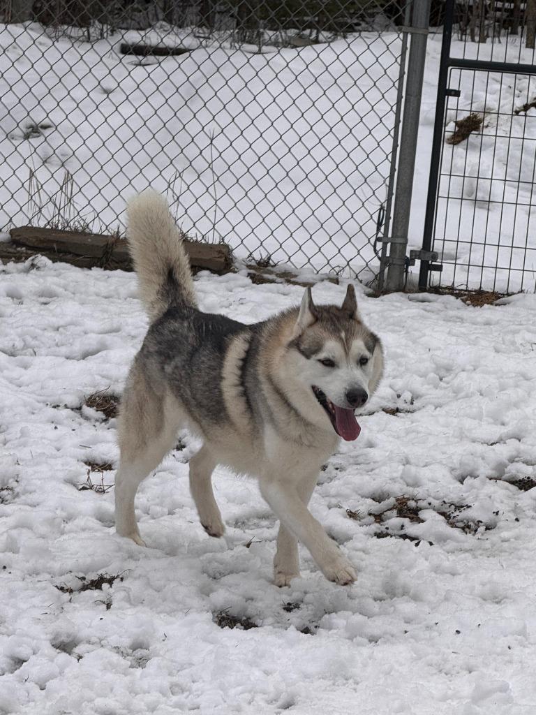 Walker, Adoptable, Adult Male Husky.