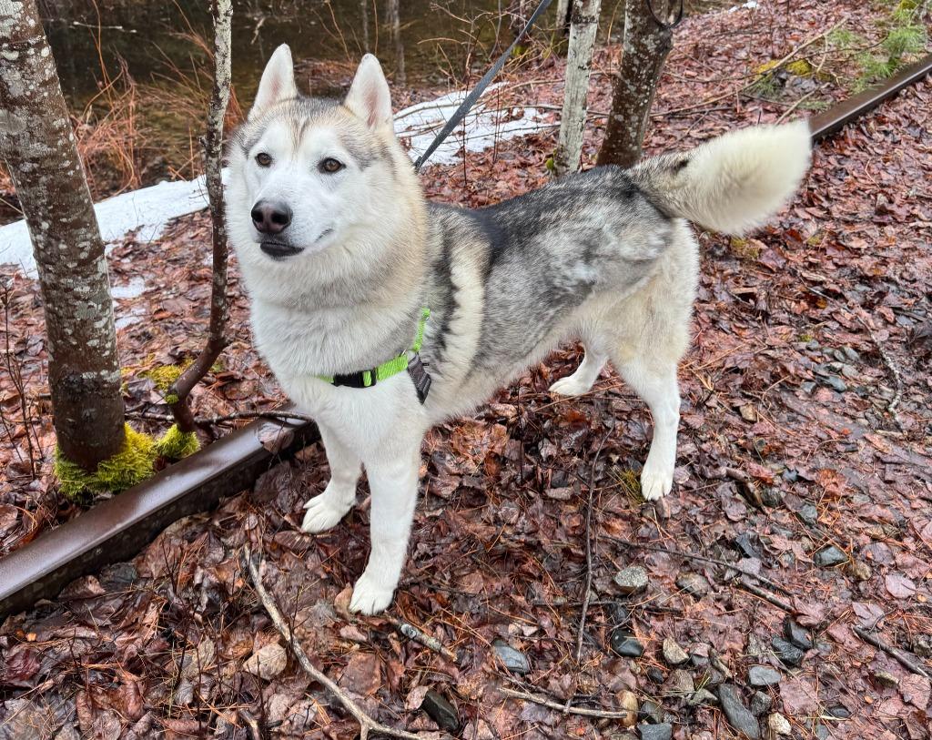 Enlarge Walker, a Adopted Husky in Lunenburg, VT image 2/4