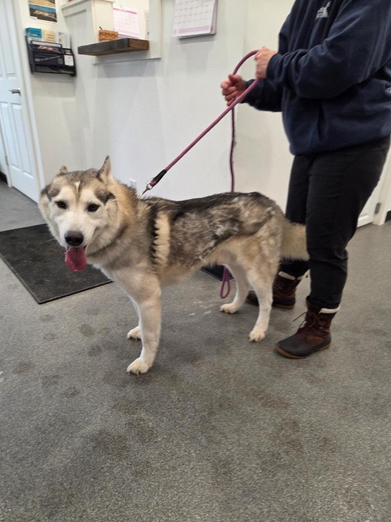 Enlarge Walker, a Adoptable Husky in Lunenburg, VT image 2/3