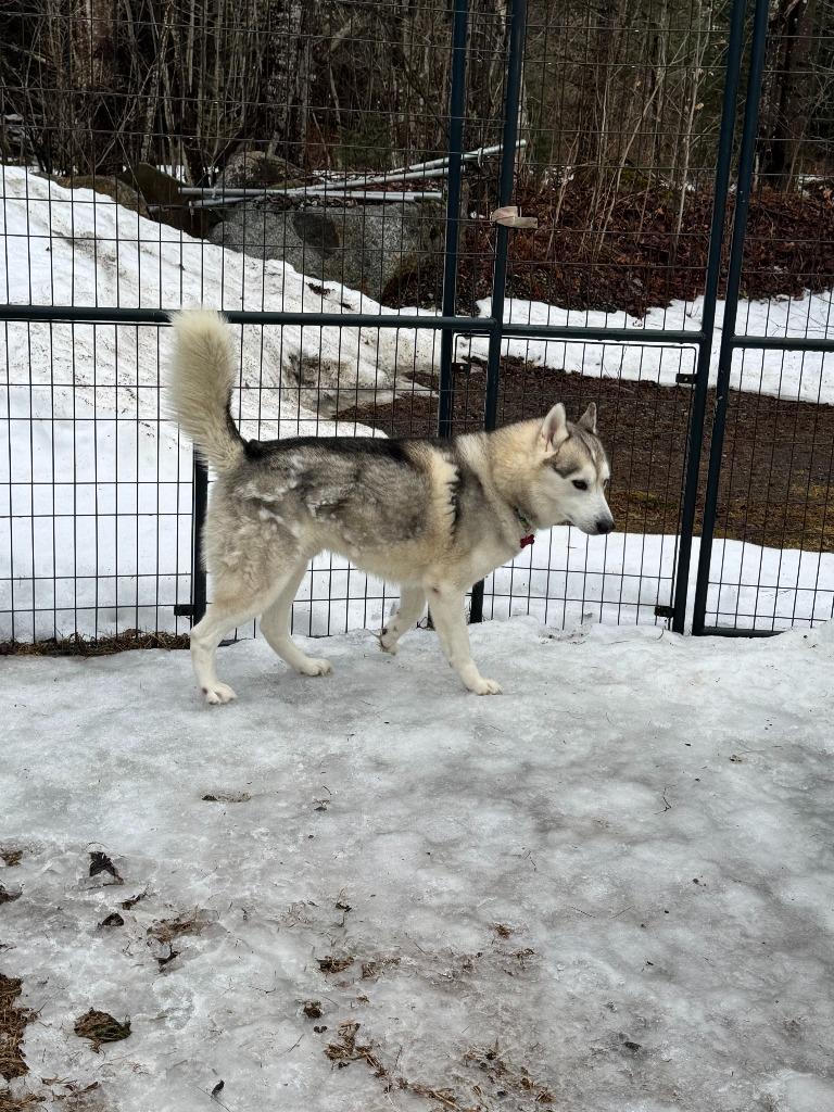 Enlarge Walker, a Adoptable Husky in Lunenburg, VT image 3/3