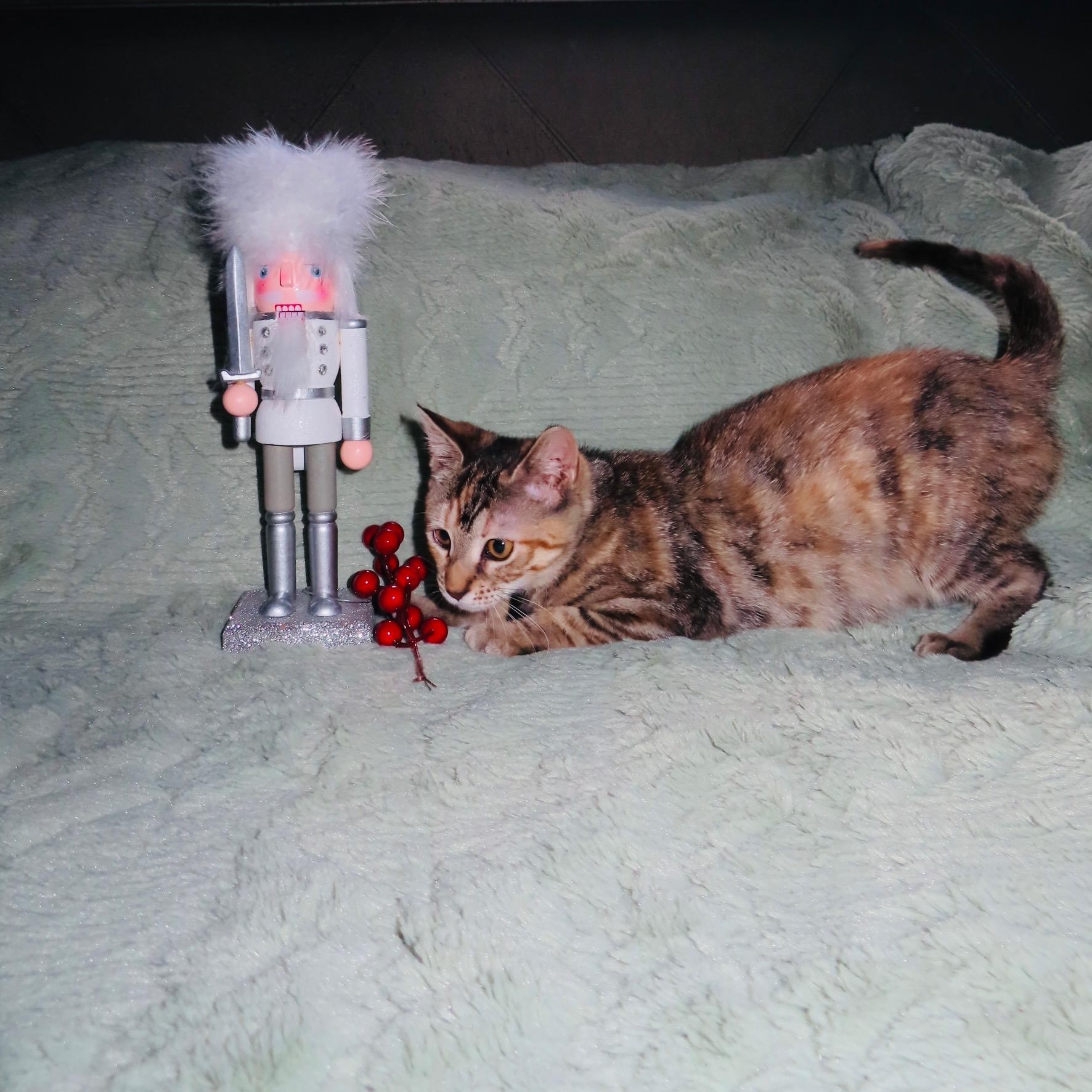 Enlarge Hani, a ADOPTABLE mixed breed in Boston, MA image 2/5