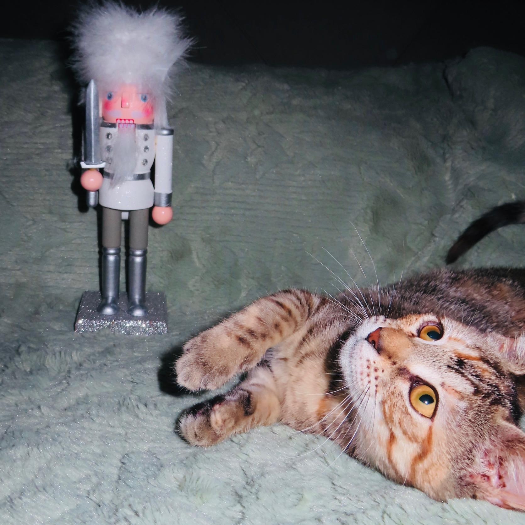 Enlarge Hani, a ADOPTABLE mixed breed in Boston, MA image 1/5