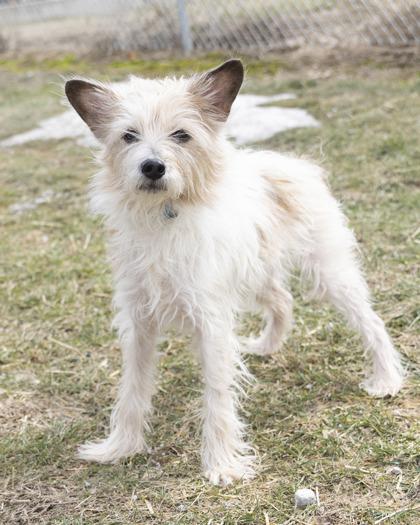 Enlarge Friday, an adopted mixed breed in Bedford, IN image 2/2