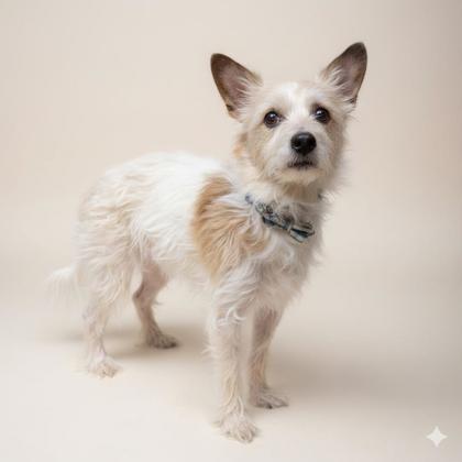 Friday, adopted, Adult Male Terrier.