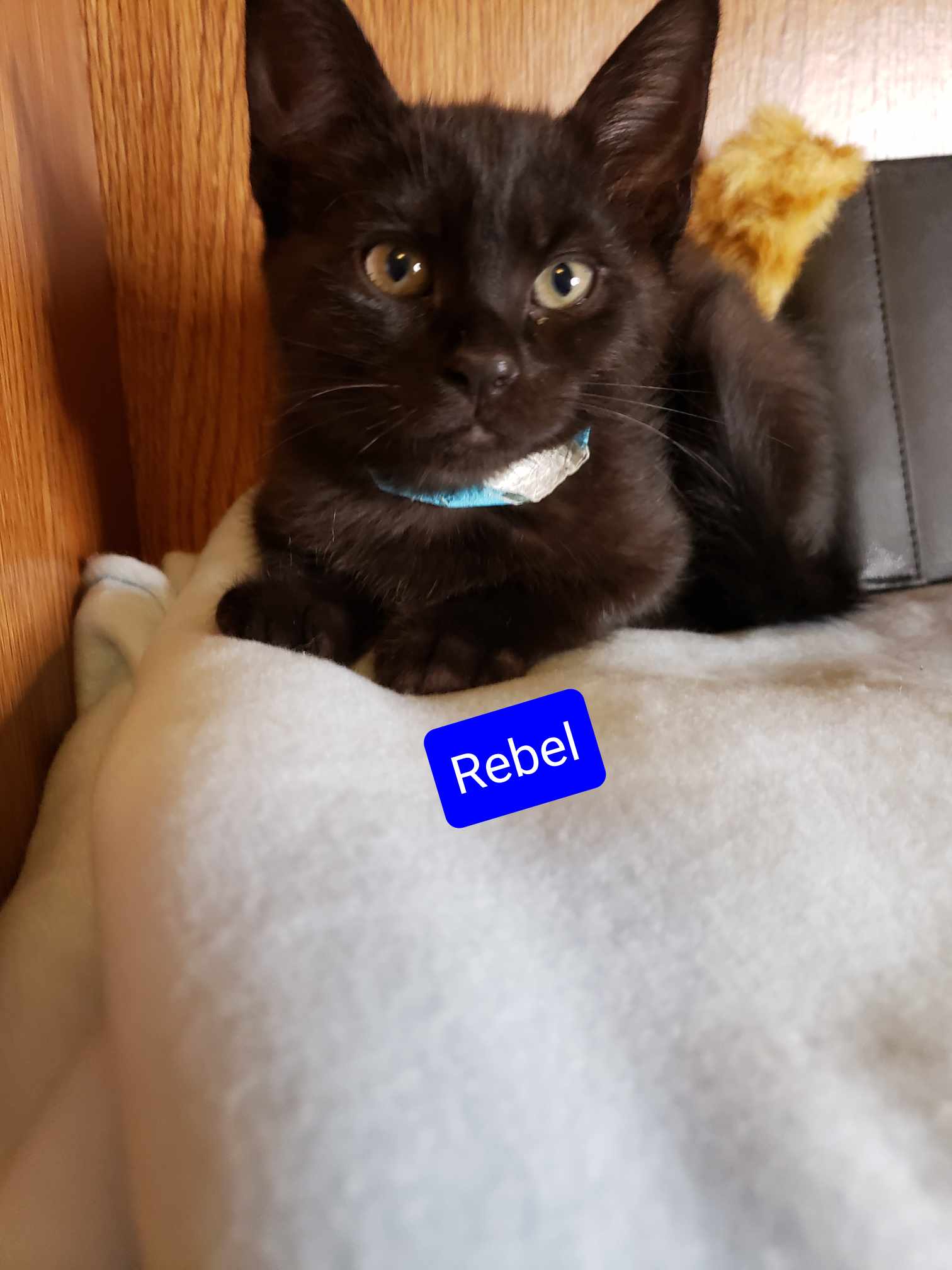 Westfield Homeless Cat Project - dhvh7st