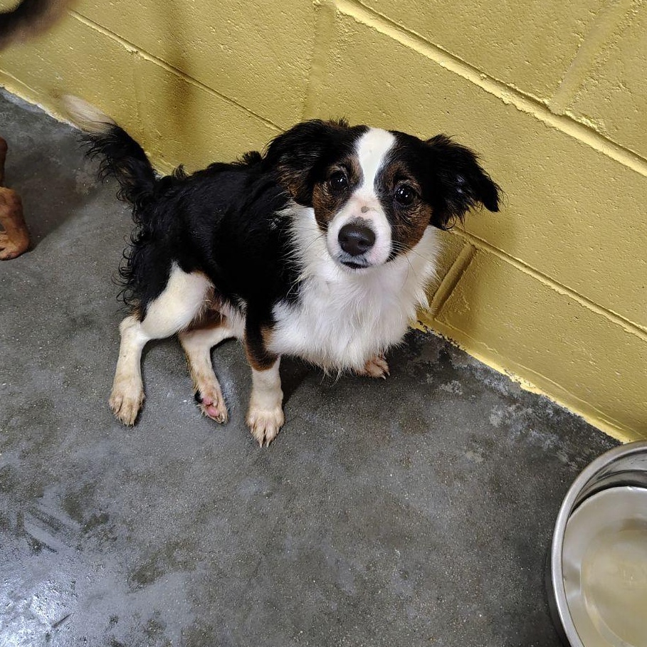 Enlarge Moose, a Adoptable mixed breed in Wahpeton, ND image 1/1