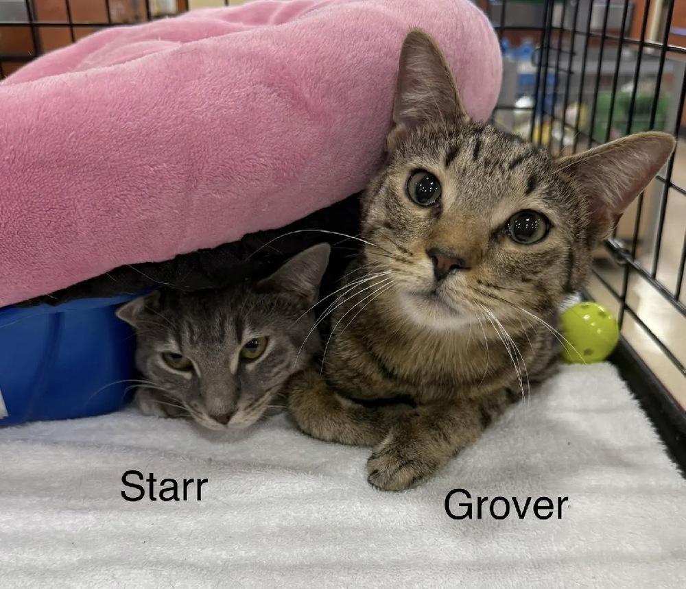 Enlarge Starr, a Adoptable Domestic Medium Hair in Safety Harbor, FL image 2/2