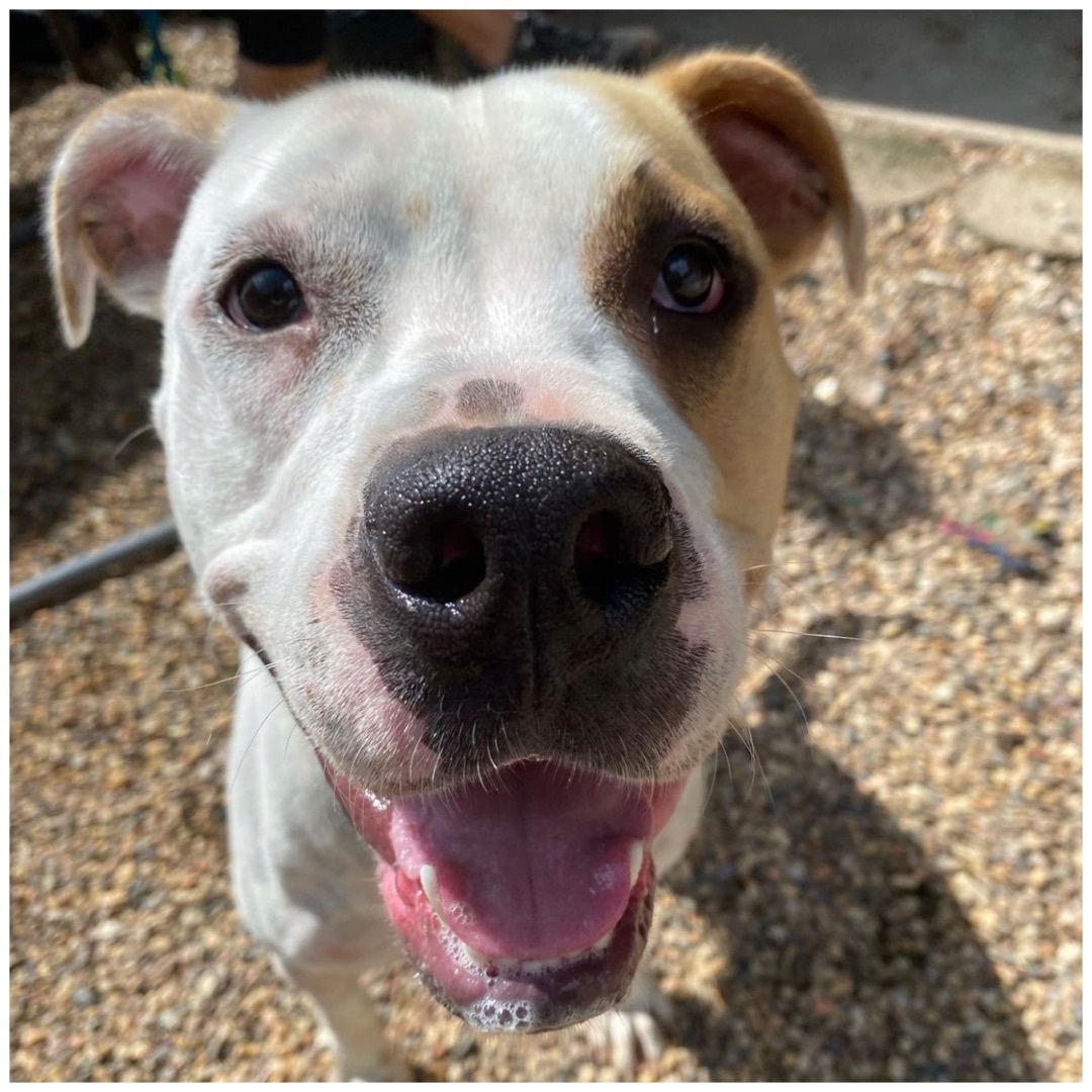 Enlarge Harper, a Adoptable mixed breed in Sewaren, NJ image 2/6
