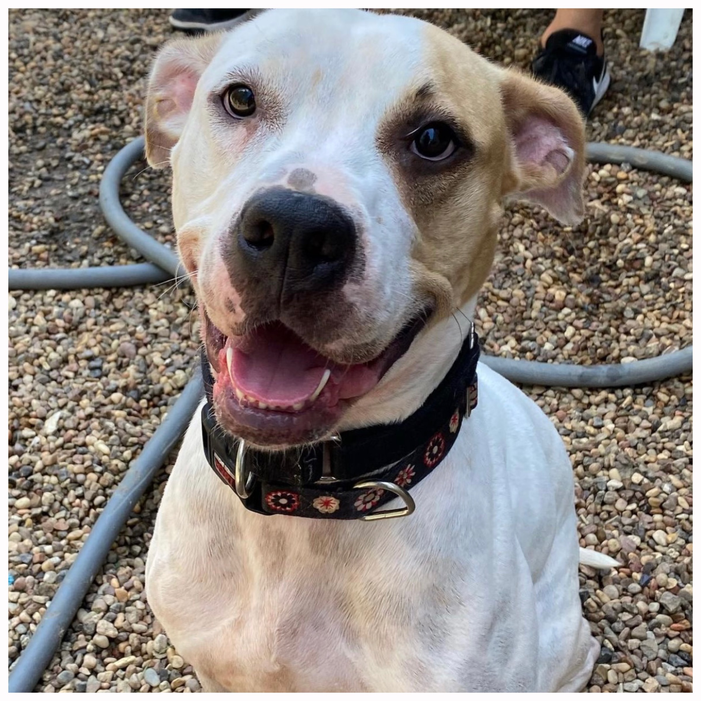 Enlarge Harper, a Adoptable mixed breed in Sewaren, NJ image 1/6