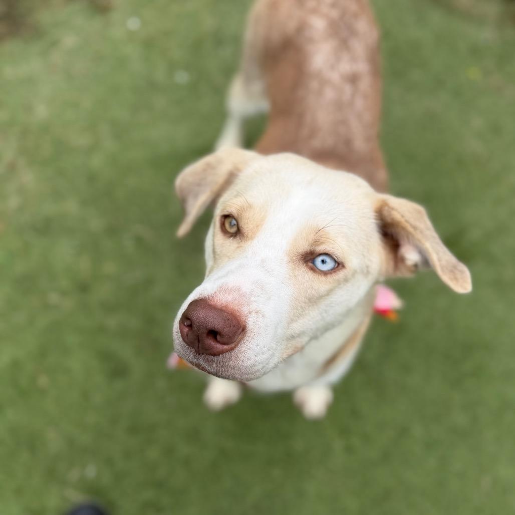 Jiffy, Adoptable, Adult Female Labrador Retriever & Mixed Breed.