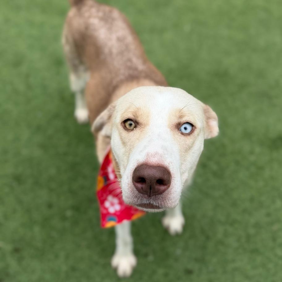 Jiffy, a Adoptable mixed breed in Tulsa, OK image 2/6