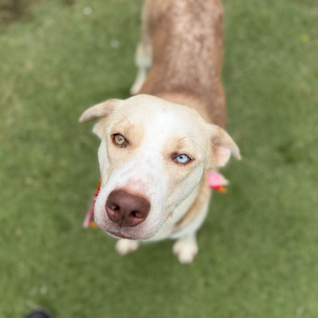 Jiffy, a Adoptable mixed breed in Tulsa, OK image 3/6