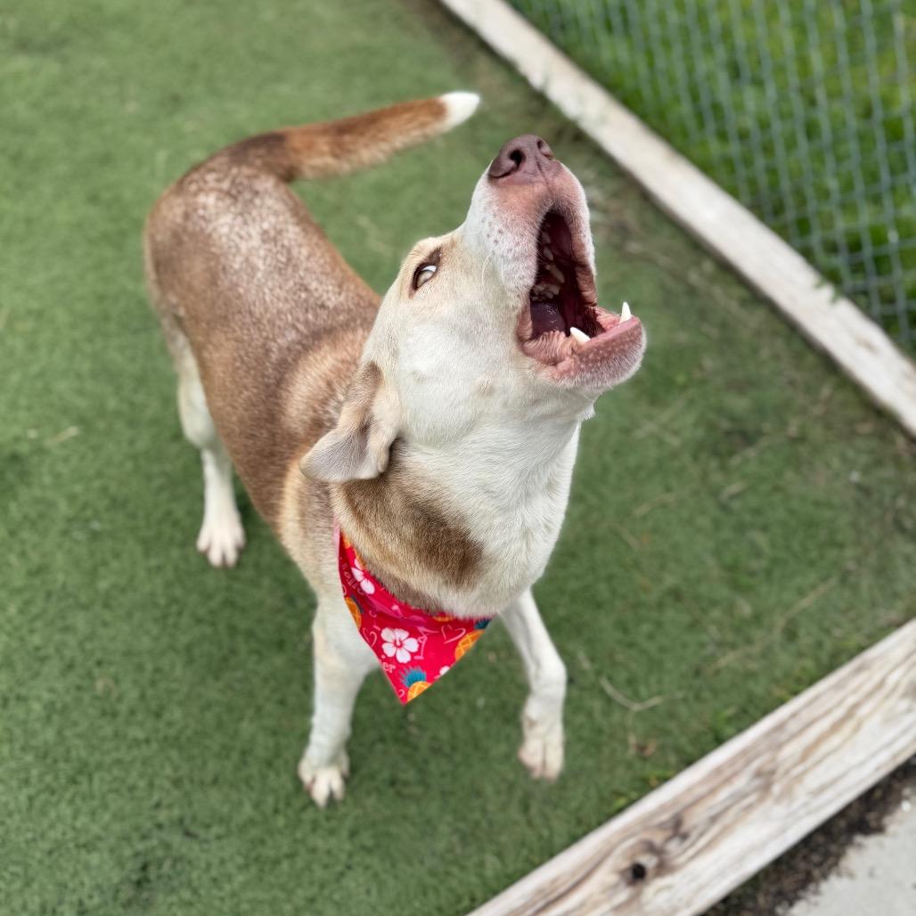 Jiffy, a Adoptable mixed breed in Tulsa, OK image 4/6