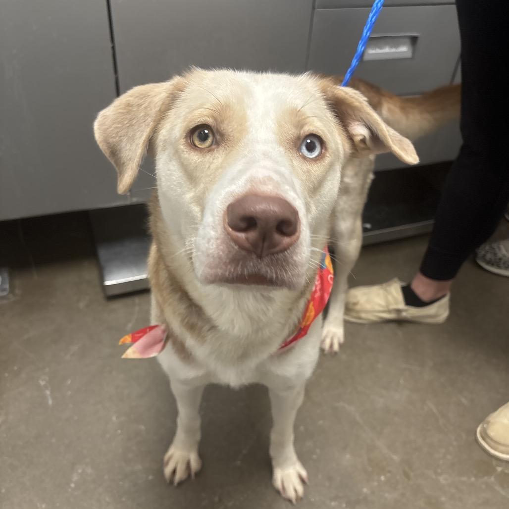 Jiffy, a Adoptable mixed breed in Tulsa, OK image 5/6