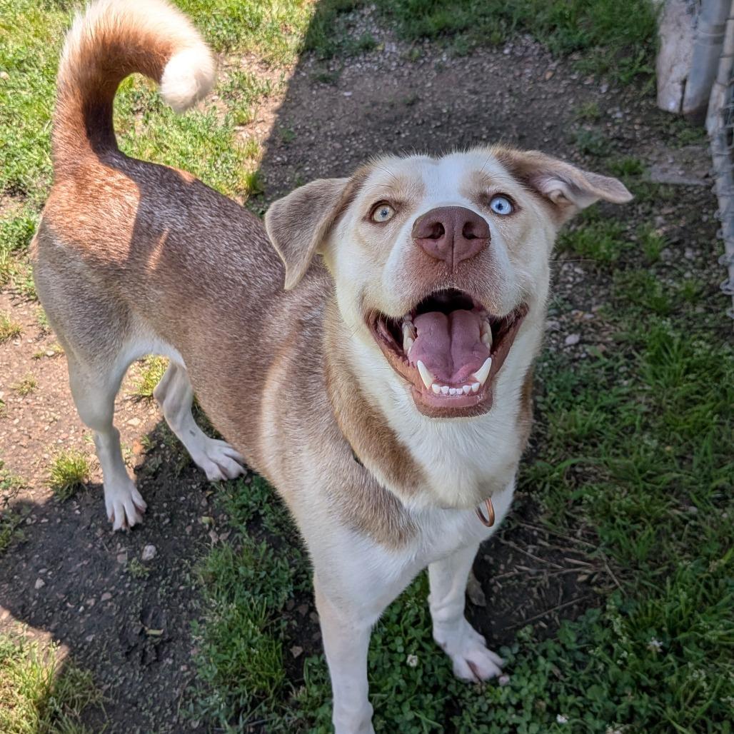 Jiffy, a Adoptable mixed breed in Tulsa, OK image 6/6