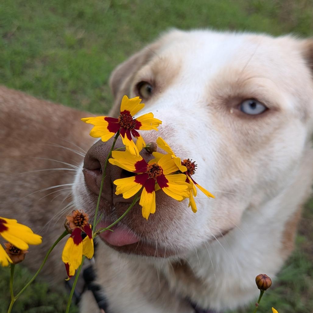 Jiffy, a Adoptable mixed breed in Tulsa, OK image 6/6