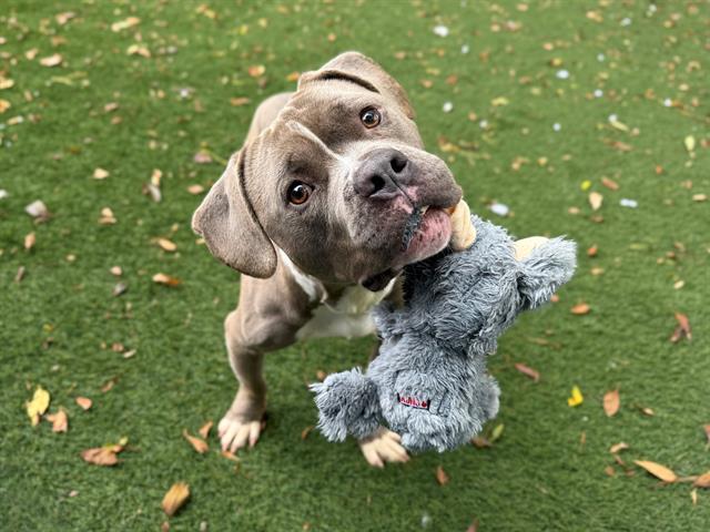 GUS DAPPERTON, Adoptable, Young Male Pit Bull Terrier.