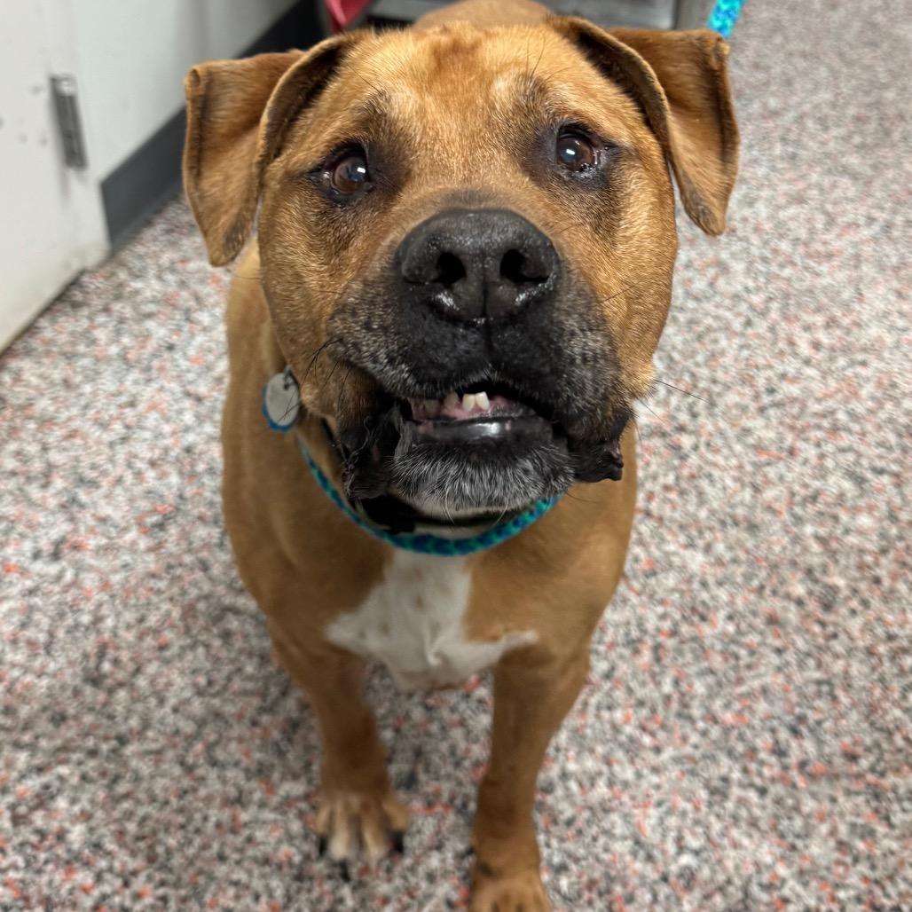 Enlarge Bru, a Adoptable mixed breed in Salt Lake City, UT image 1/2
