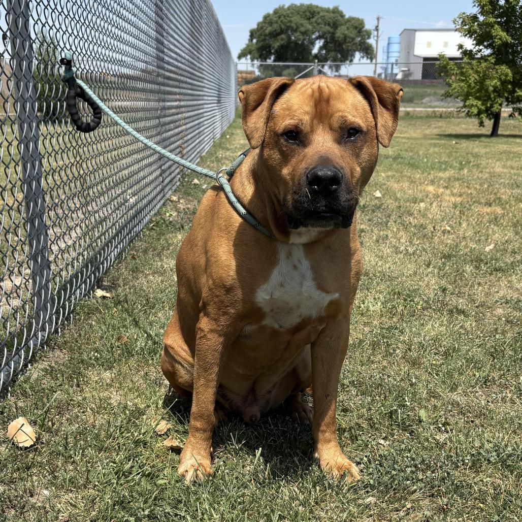 Enlarge Bru, a Adoptable mixed breed in Salt Lake City, UT image 2/2