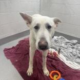 Enlarge Blanco, a ADOPTABLE mixed breed in Hilliard, OH image 4/4
