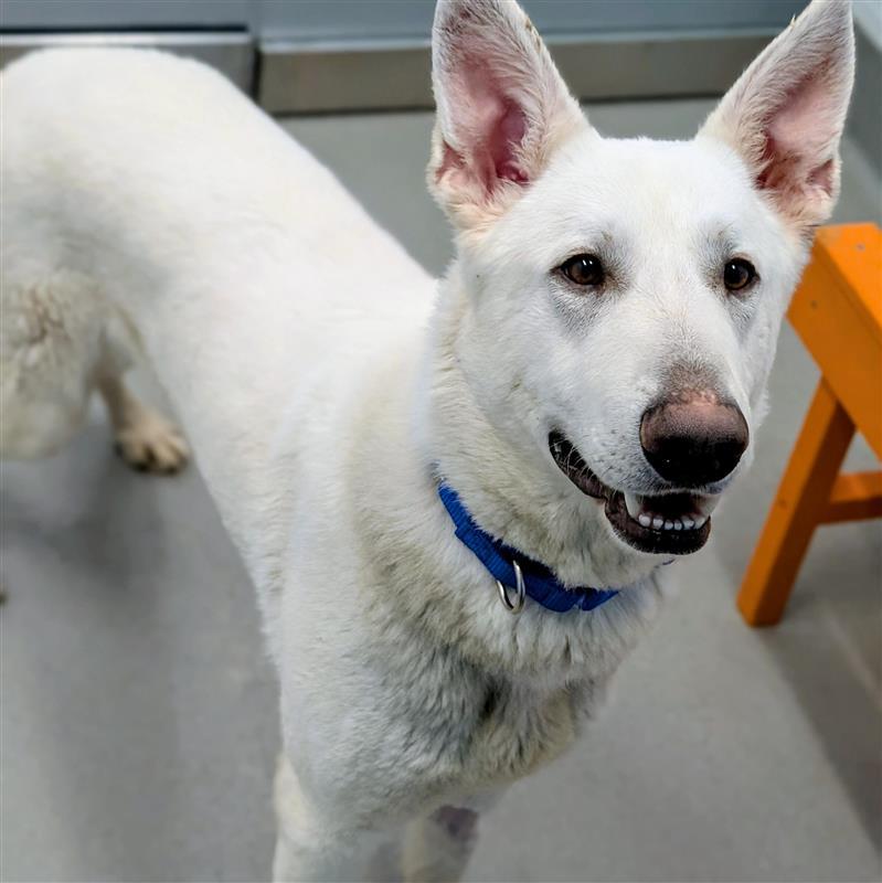 Enlarge Blanco, a ADOPTABLE mixed breed in Hilliard, OH image 2/4