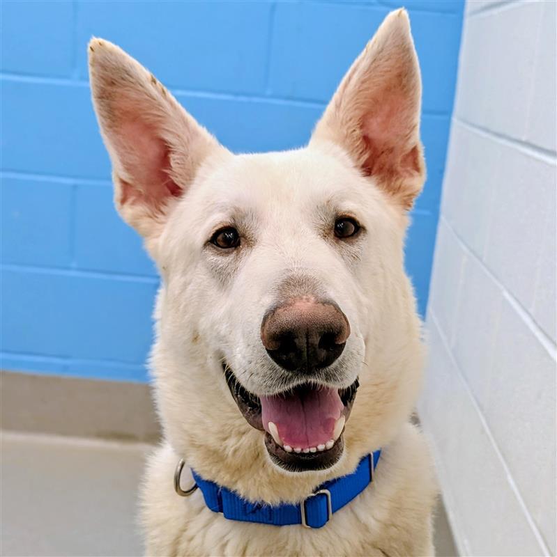 Enlarge Blanco, a ADOPTABLE mixed breed in Hilliard, OH image 1/4