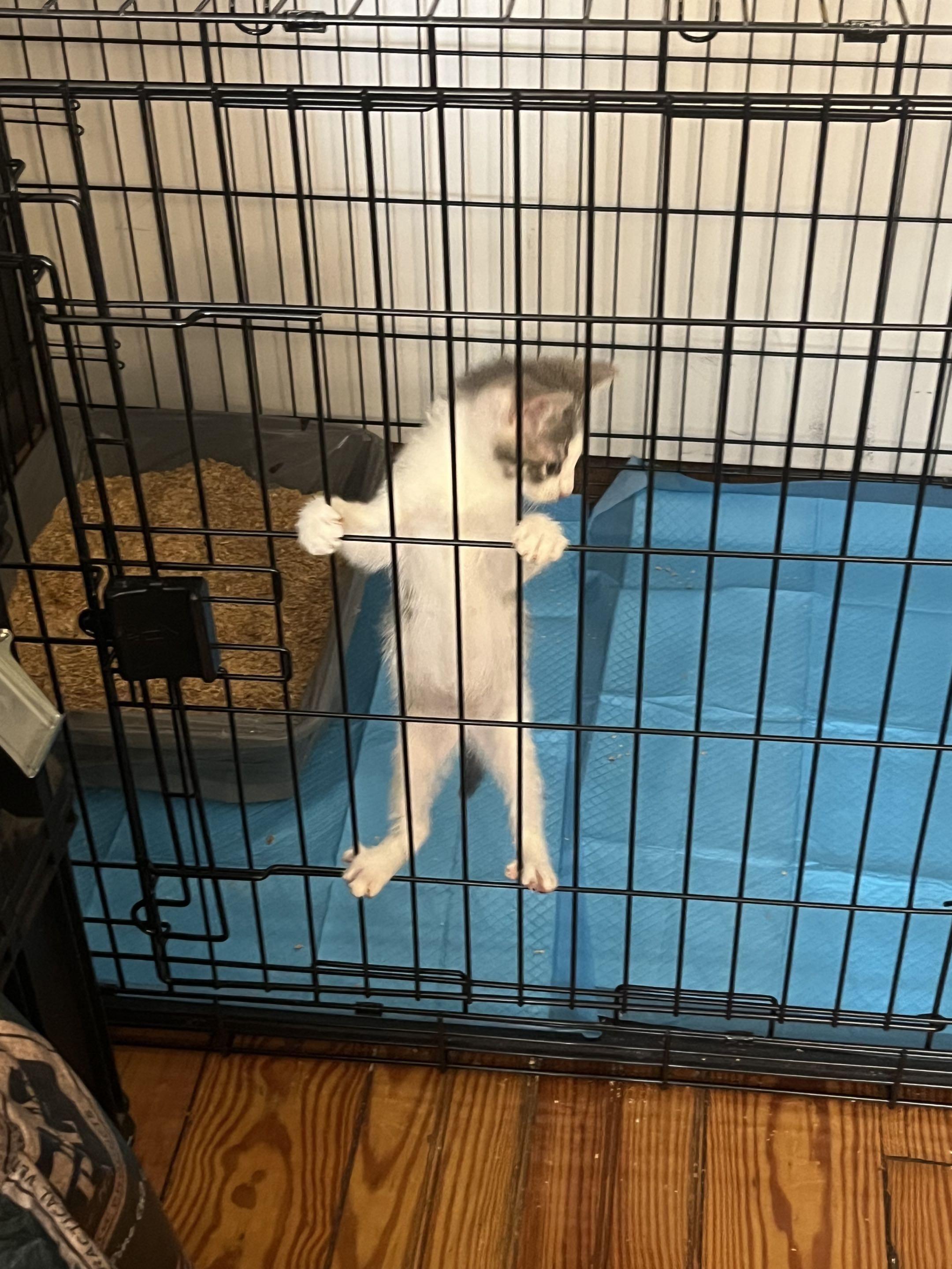 Bubbles, a ADOPTABLE Domestic Short Hair in Weehawken, NJ image 2/5
