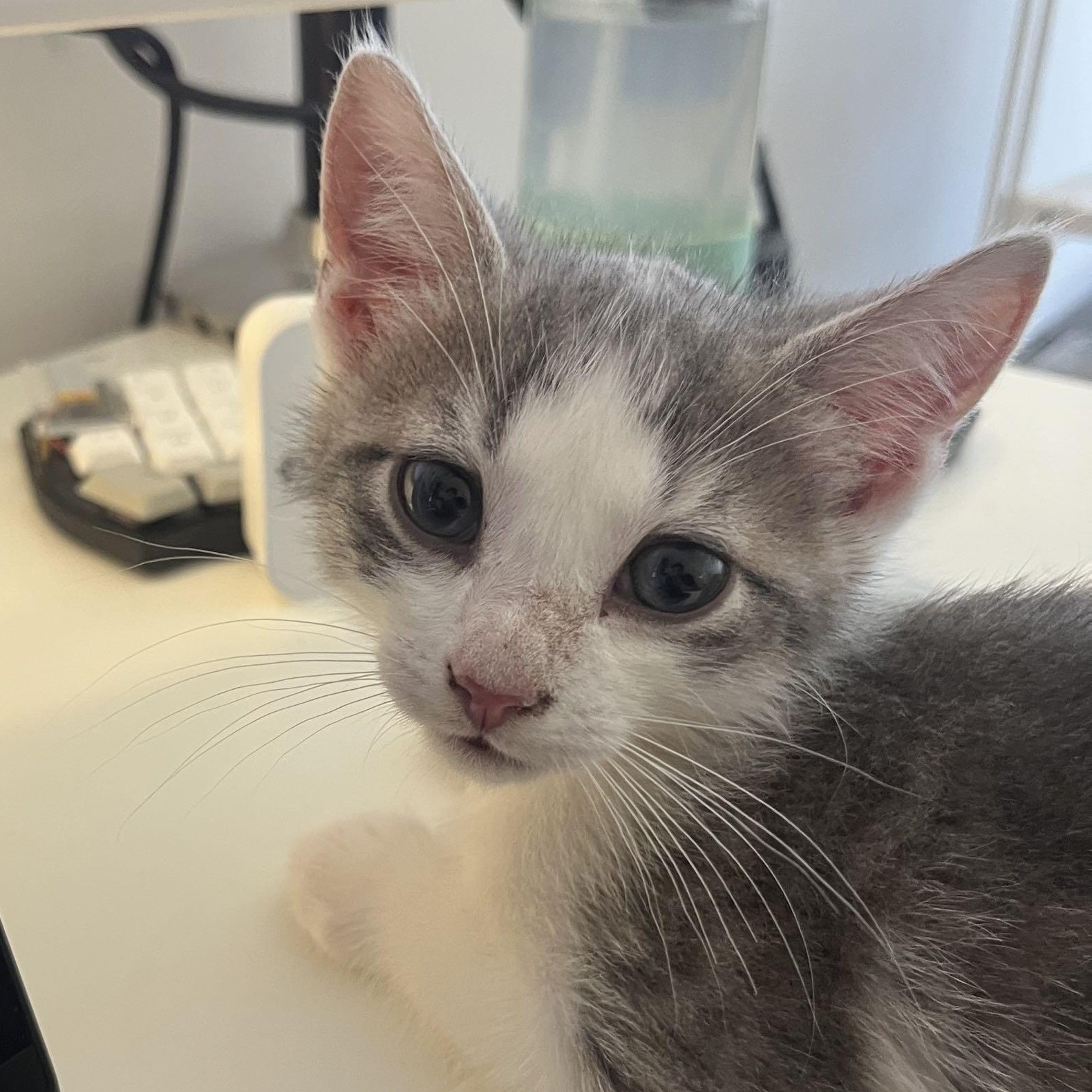 Bubbles, a ADOPTABLE Domestic Short Hair in Weehawken, NJ image 1/5