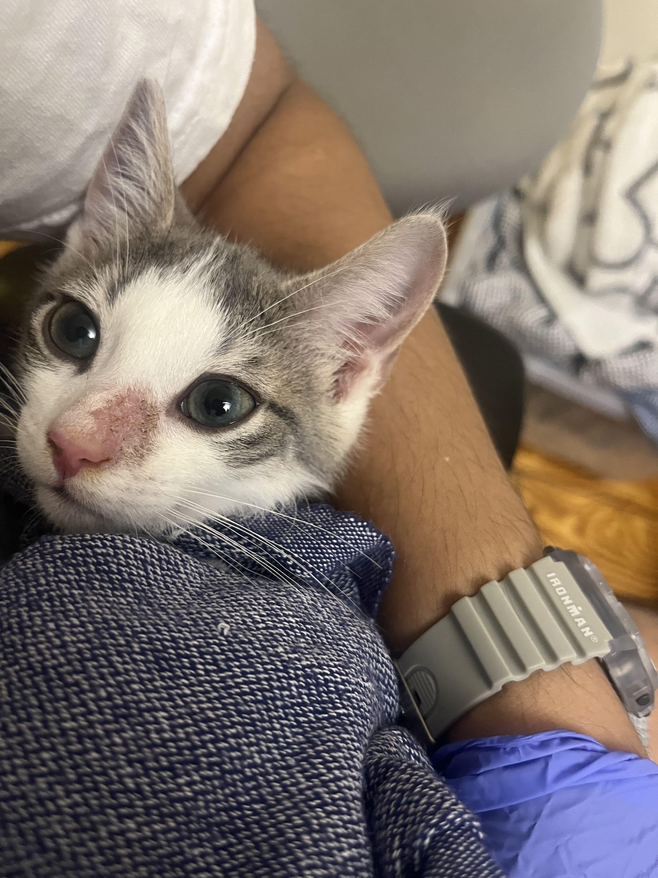 Bubbles, a ADOPTABLE Domestic Short Hair in Weehawken, NJ image 3/5